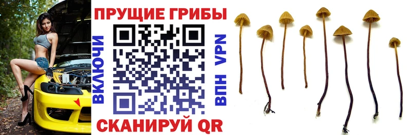 Галлюциногенные грибы GOLDEN TEACHER  hydra маркетплейс  Цимлянск 